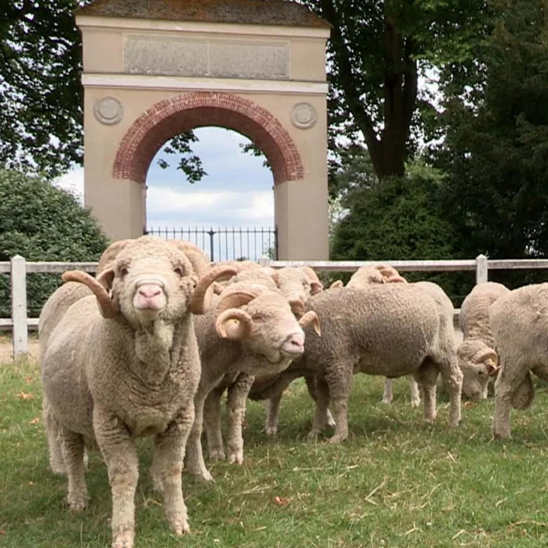 Au cœur de la ferme royale 